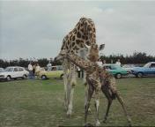 Geboorte van een baby-giraffe in de Beekse Bergen.jpeg