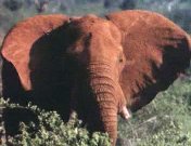 Bestand:De olifant (1985) 2.jpg